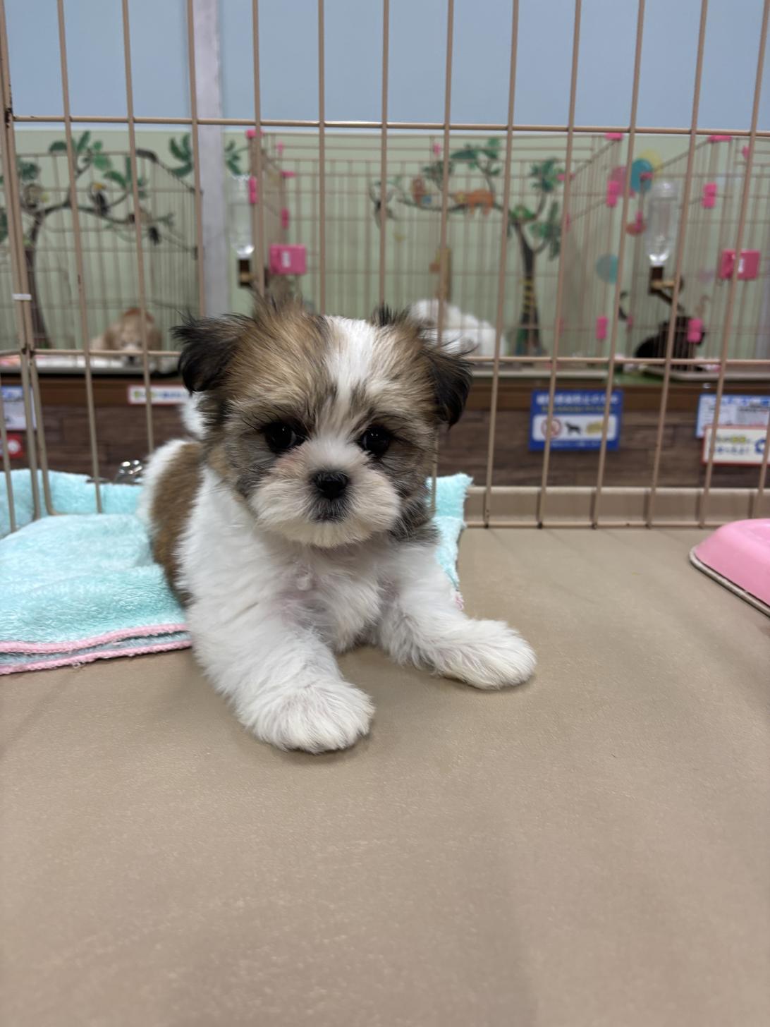 愛知県のマルズー/マルシーズ(マルチーズ×シーズー) (子いぬの足あと/2026年2月15日生まれ/女の子/ゴールドホワイト)の子犬