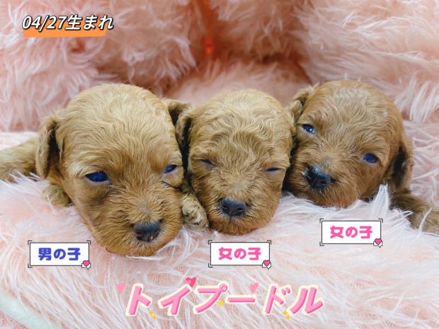 新潟県のトイプードル(トイ) (竹内ペット 新津本店/2026年4月27日生まれ/男の子/レッド)の子犬の1枚目の画像