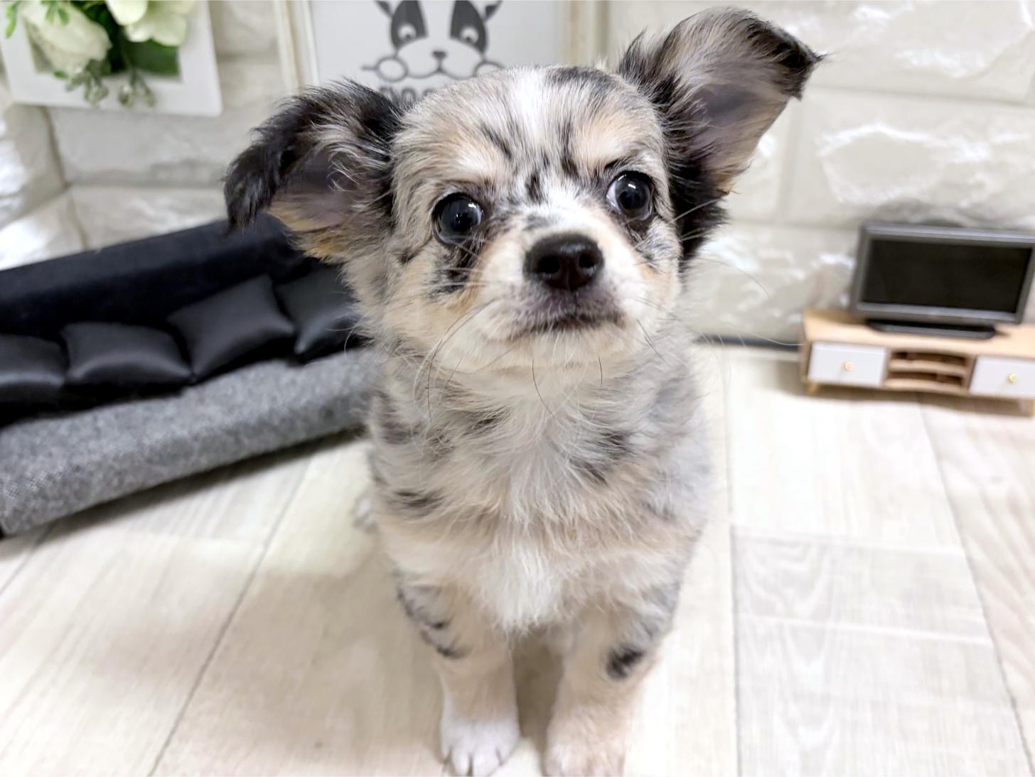 和歌山県のチワワ(ロング) (DOGMAN和歌山店/2026年7月4日生まれ/女の子/ブルーマール)の子犬の2枚目の画像