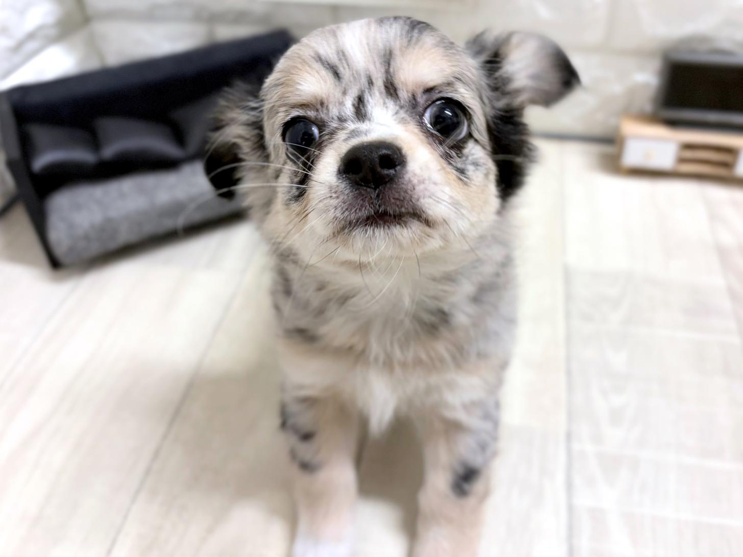 和歌山県のチワワ(ロング) (DOGMAN和歌山店/2026年7月4日生まれ/女の子/ブルーマール)の子犬の3枚目の画像