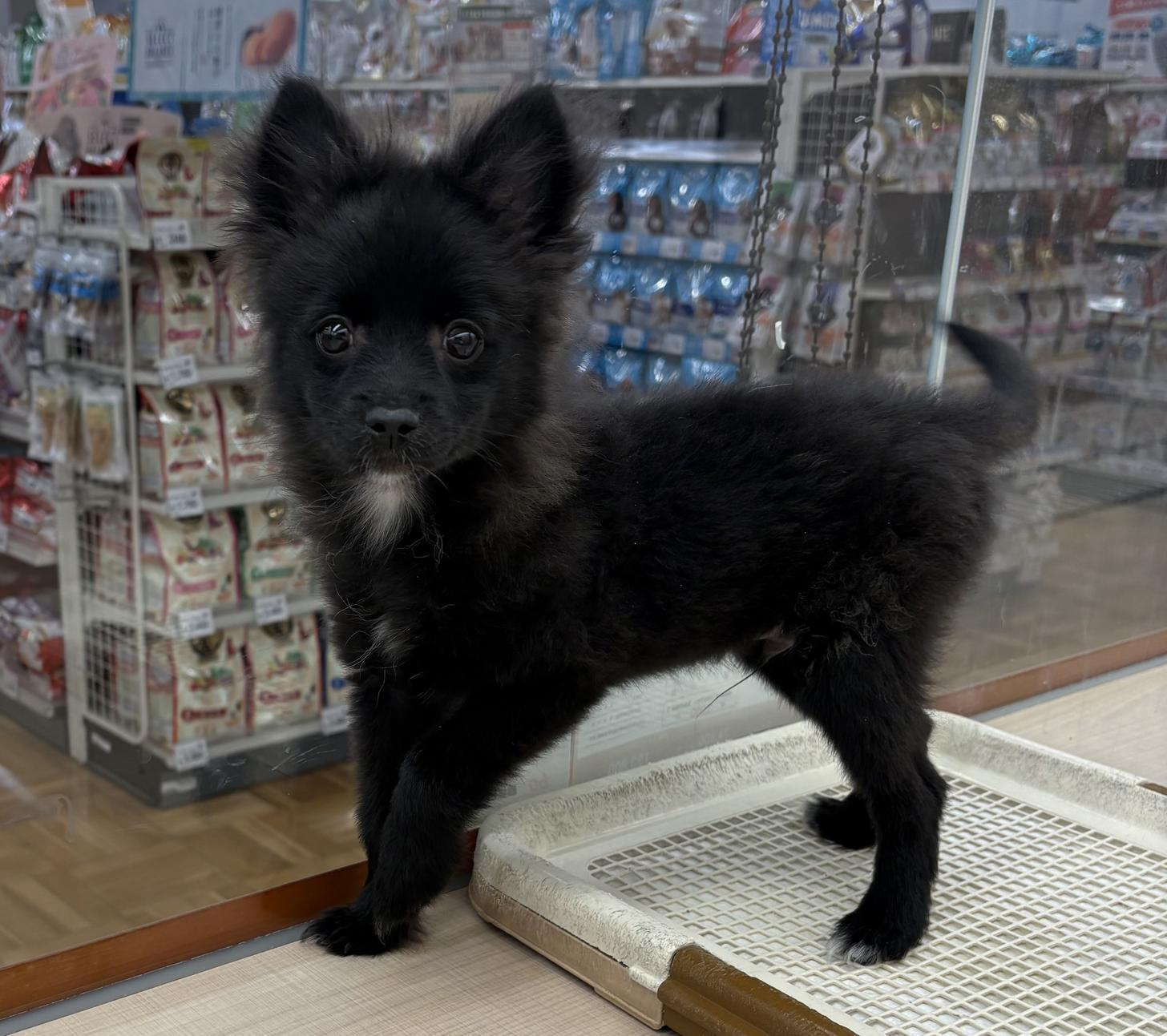 千葉県のポメチワ/チワポメ/ポメチー(ポメラニアン×チワワ) (ペッツワン佐倉店/2025年12月5日生まれ/男の子/ブラック)の子犬の1枚目の画像