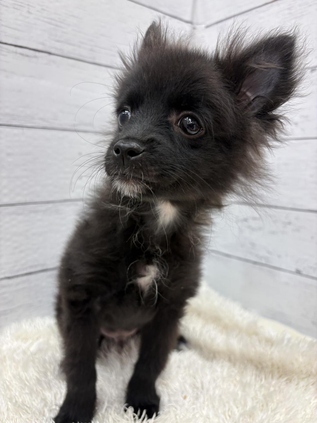 千葉県のポメチワ/チワポメ/ポメチー(ポメラニアン×チワワ) (ペッツワン佐倉店/2025年12月5日生まれ/男の子/ブラック)の子犬の1枚目の画像