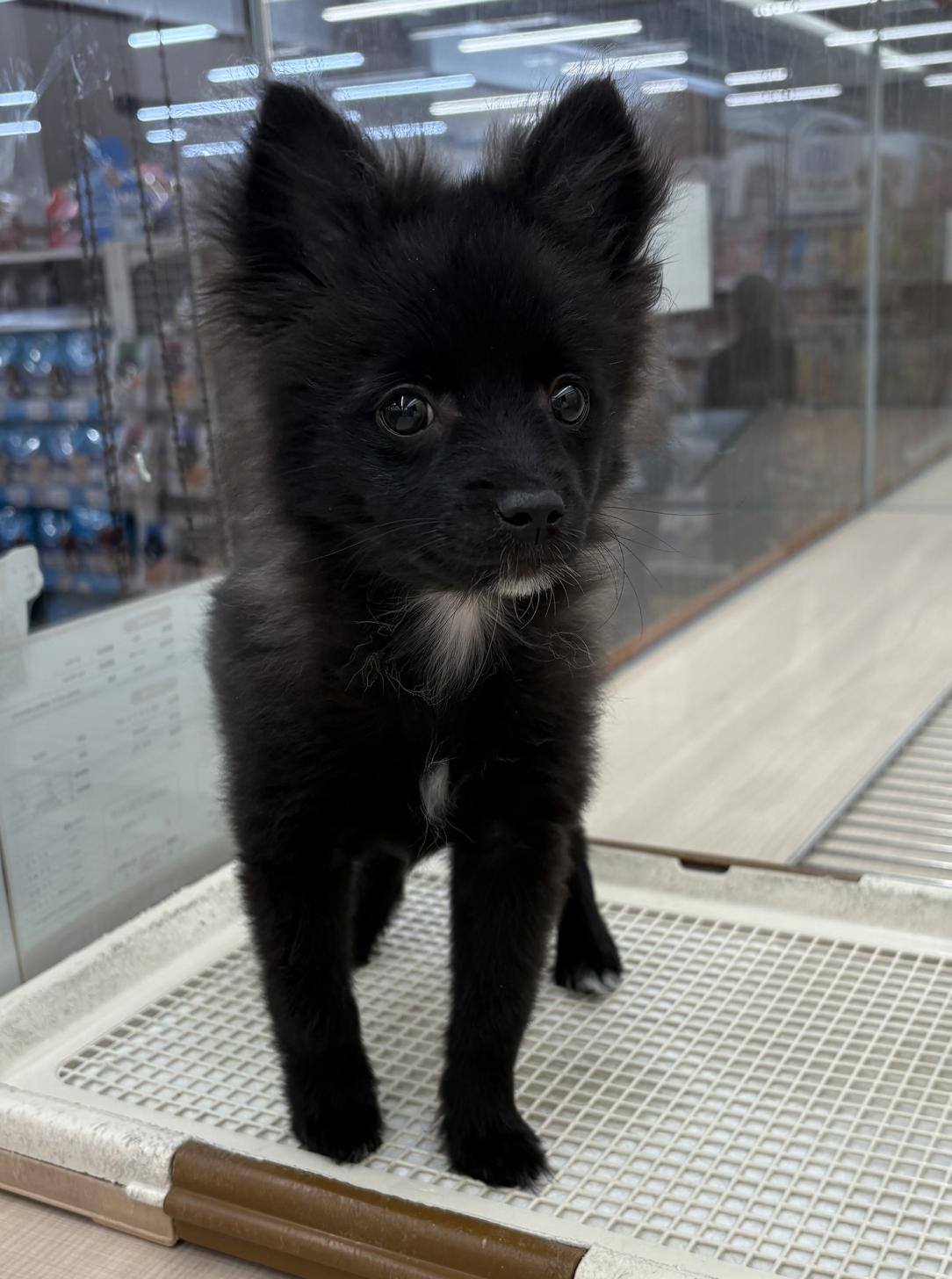 千葉県のポメチワ/チワポメ/ポメチー(ポメラニアン×チワワ) (ペッツワン佐倉店/2025年12月5日生まれ/男の子/ブラック)の子犬の2枚目の画像