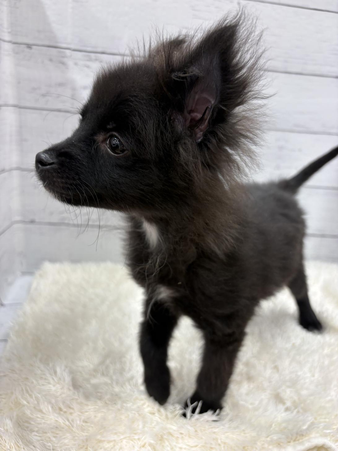 千葉県のポメチワ/チワポメ/ポメチー(ポメラニアン×チワワ) (ペッツワン佐倉店/2025年12月5日生まれ/男の子/ブラック)の子犬の2枚目の画像