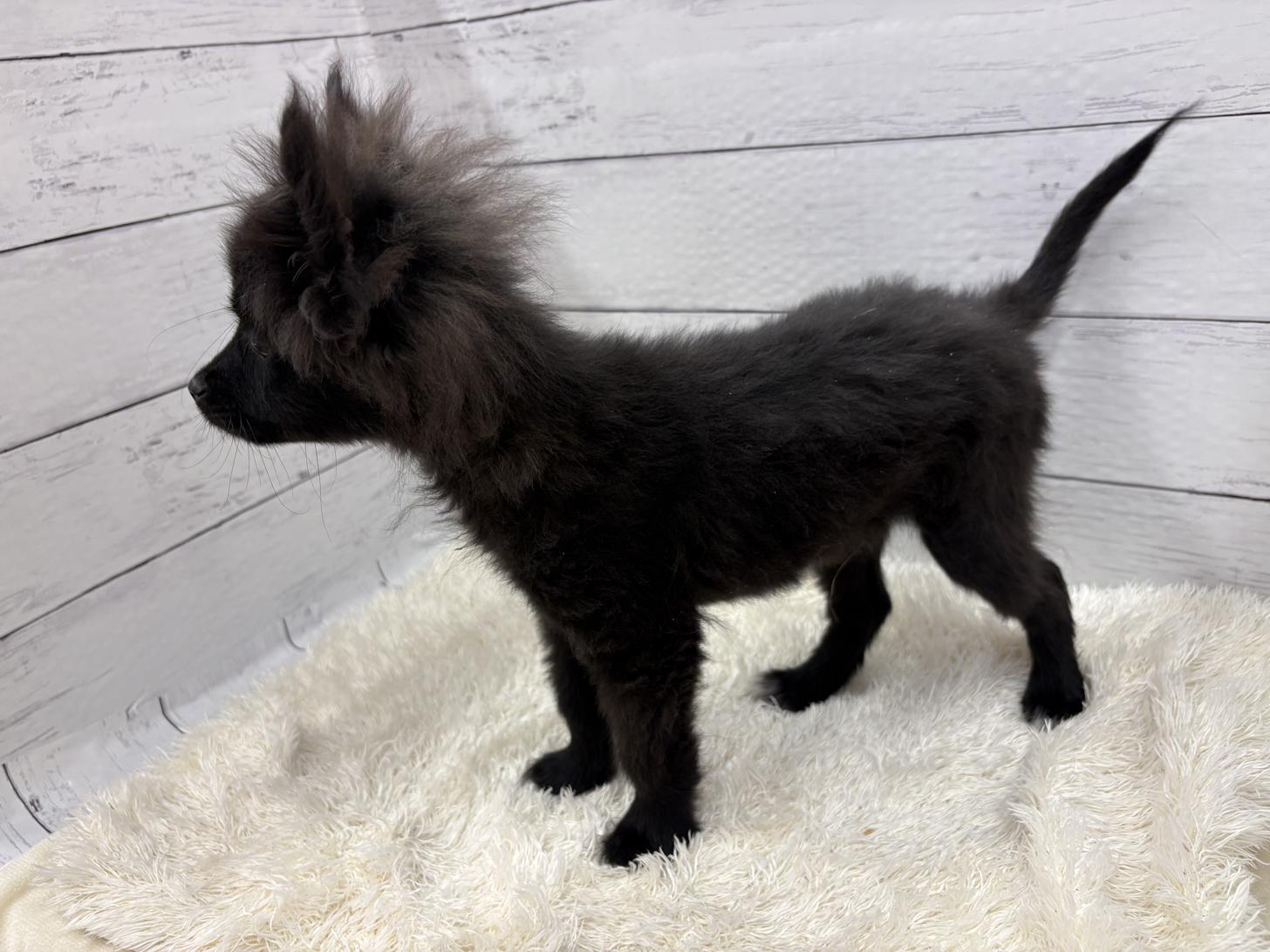 千葉県のポメチワ/チワポメ/ポメチー(ポメラニアン×チワワ) (ペッツワン佐倉店/2025年12月5日生まれ/男の子/ブラック)の子犬の3枚目の画像