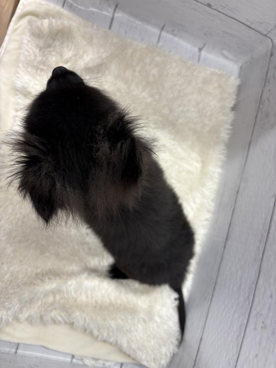 千葉県のポメチワ/チワポメ/ポメチー(ポメラニアン×チワワ) (ペッツワン佐倉店/2025年12月5日生まれ/男の子/ブラック)の子犬の4枚目の画像