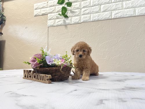 滋賀県のトイプードル(トイ) (いっぷく湖南店/2026年1月7日生まれ/女の子/レッドフォーン)の子犬の1枚目の画像