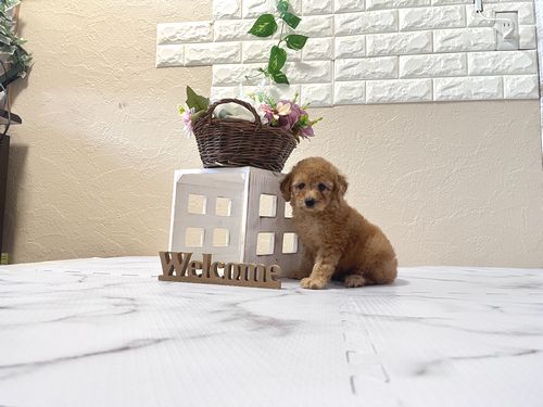 滋賀県のトイプードル(トイ) (いっぷく湖南店/2026年1月7日生まれ/女の子/レッドフォーン)の子犬の2枚目の画像