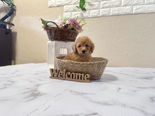 滋賀県のトイプードル(トイ) (いっぷく湖南店/2026年1月7日生まれ/女の子/レッドフォーン)の子犬の3枚目の画像