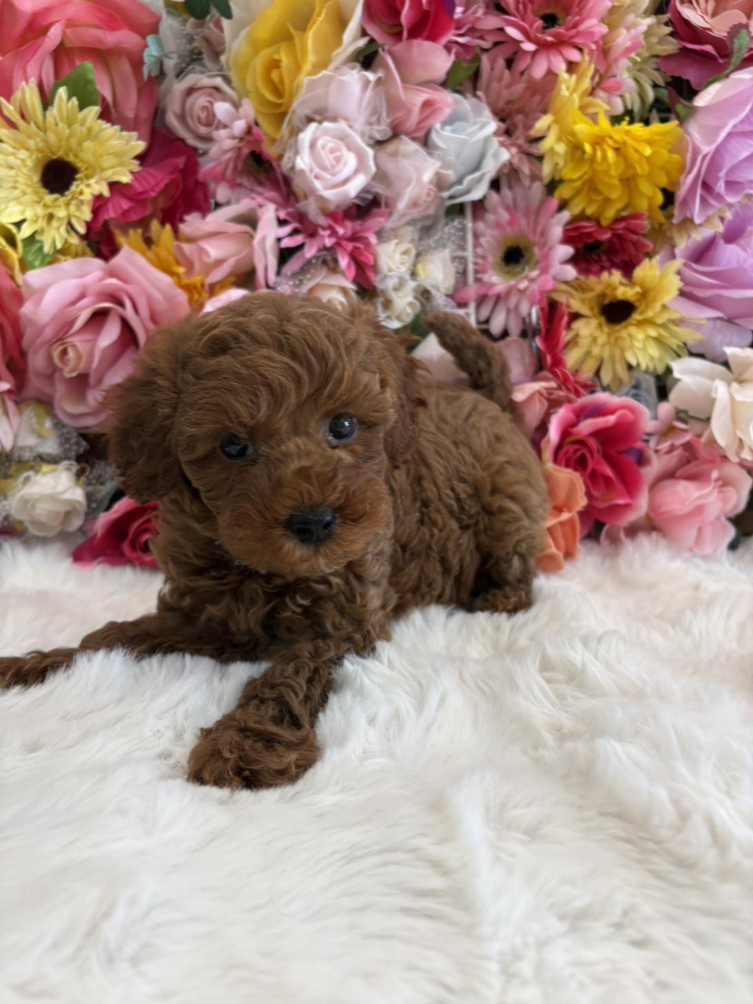 福岡県のヨープー(ヨークシャーテリア×プードル) (スタードッグス大牟田店/2026年1月21日生まれ/女の子/レッド)の子犬の1枚目の画像