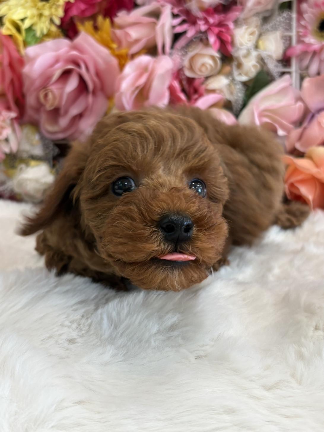 福岡県のヨープー(ヨークシャーテリア×プードル) (スタードッグス大牟田店/2026年1月21日生まれ/女の子/レッド)の子犬の2枚目の画像