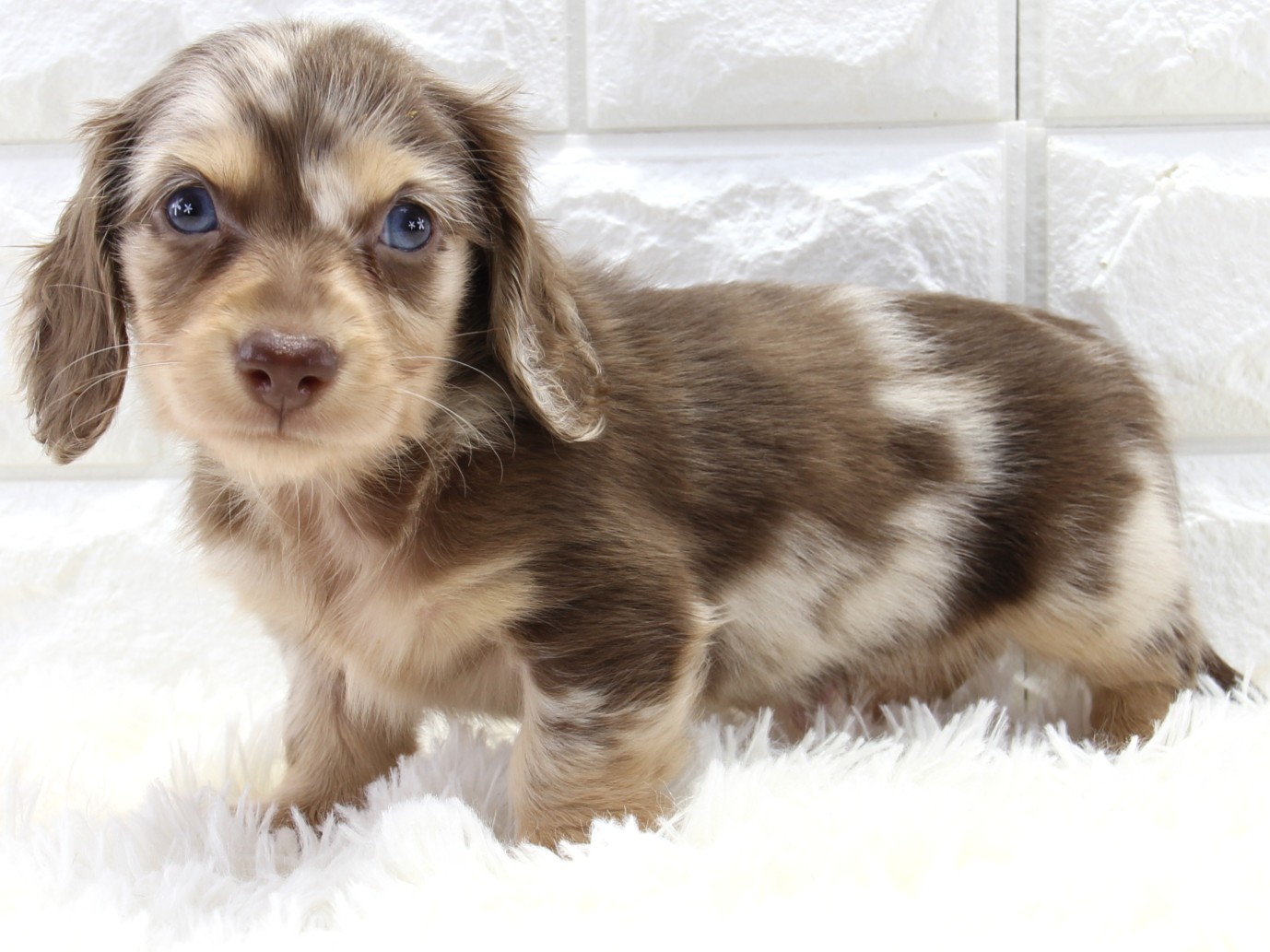 愛知県のミニチュアダックスフンド(ロング) (猫福家 名古屋南店/2025年11月20日生まれ/男の子/チョコレートタンダップル)の子犬の1枚目の画像