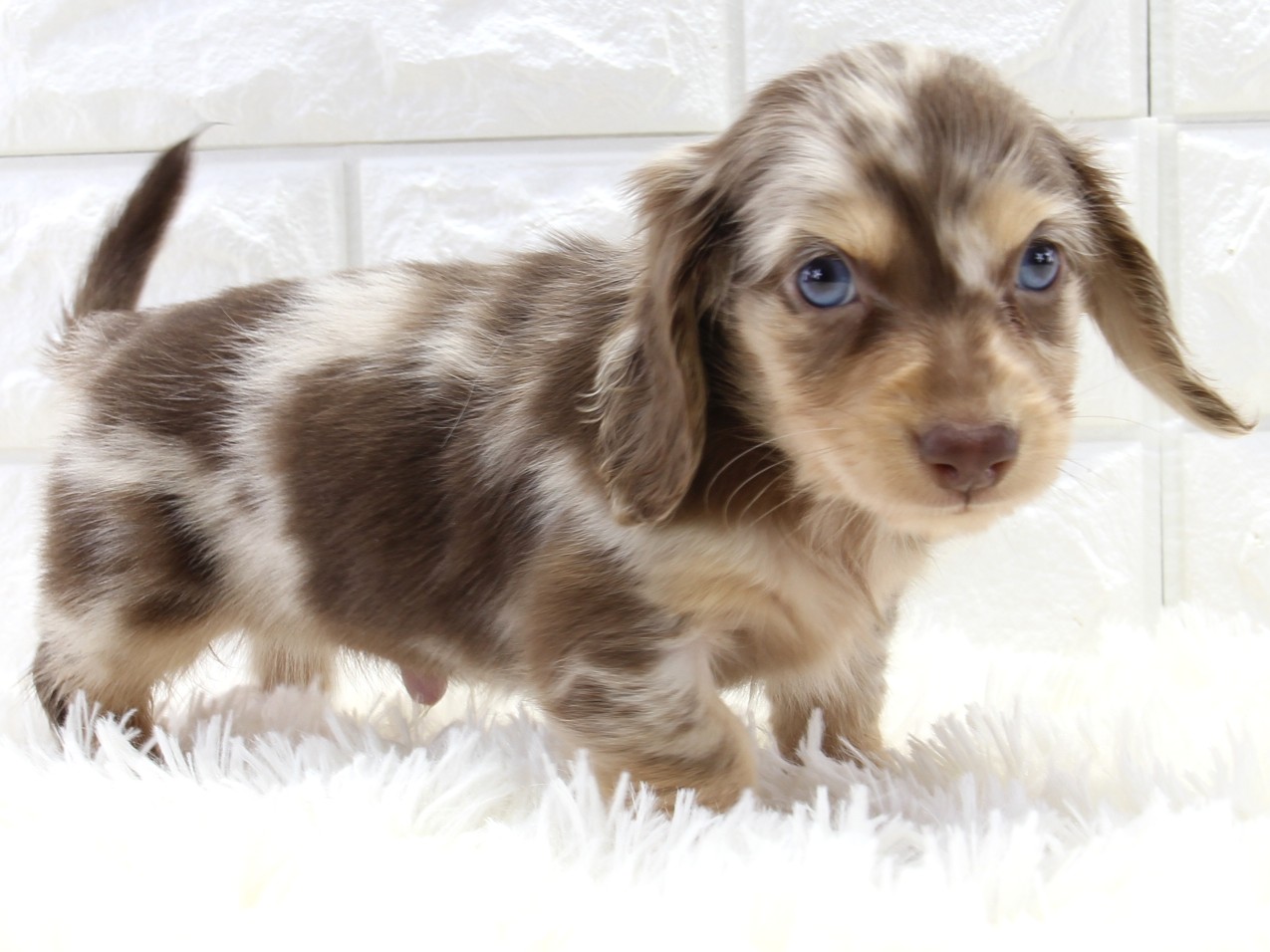 愛知県のミニチュアダックスフンド(ロング) (猫福家 名古屋南店/2025年11月20日生まれ/男の子/チョコレートタンダップル)の子犬の2枚目の画像