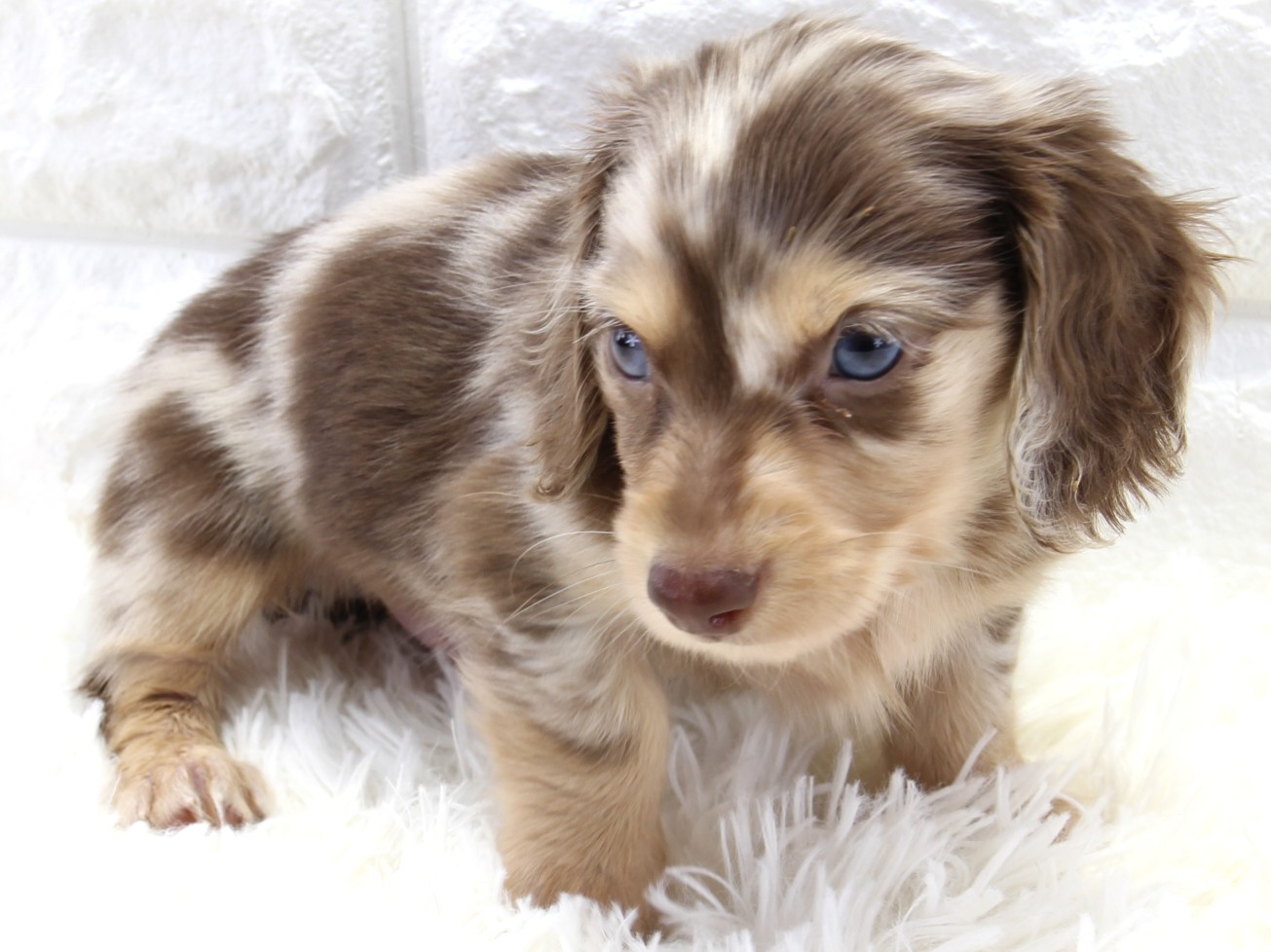 愛知県のミニチュアダックスフンド(ロング) (猫福家 名古屋南店/2025年11月20日生まれ/男の子/チョコレートタンダップル)の子犬の3枚目の画像