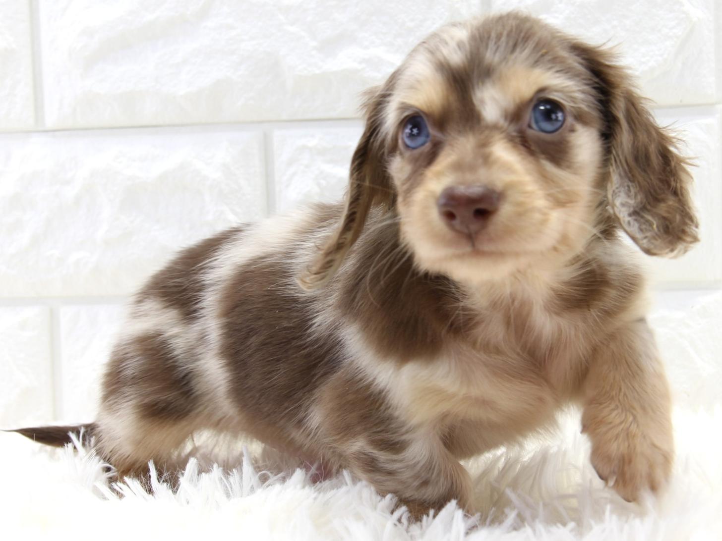 愛知県のミニチュアダックスフンド(ロング) (猫福家 名古屋南店/2025年11月20日生まれ/男の子/チョコレートタンダップル)の子犬の4枚目の画像