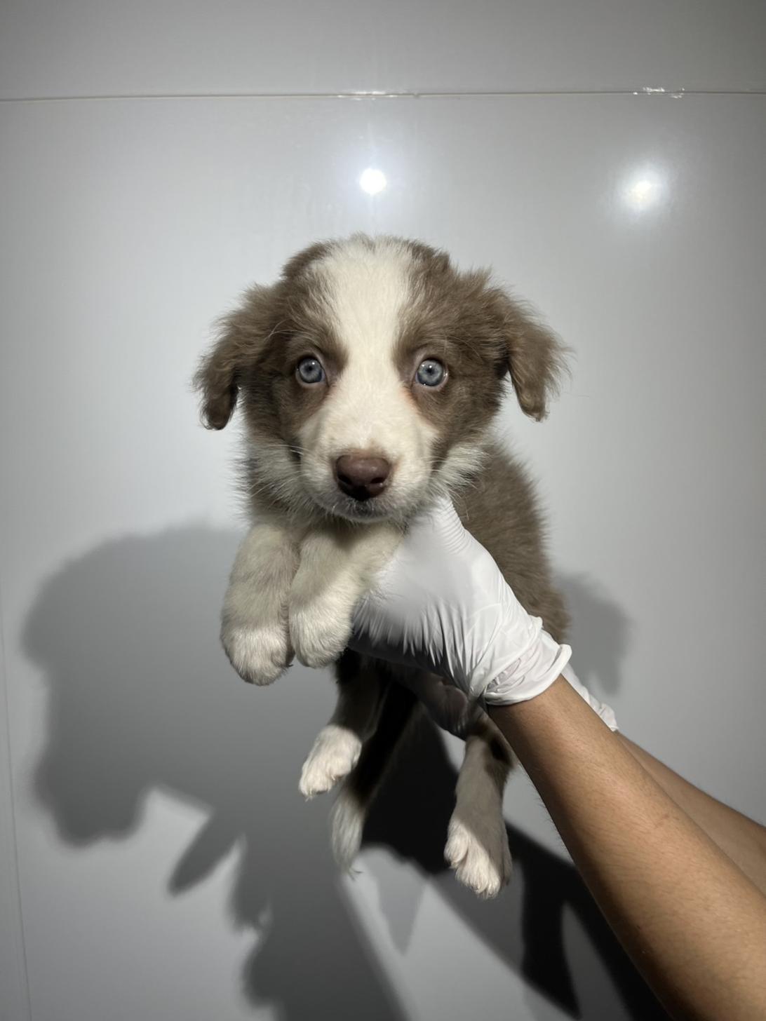 埼玉県のボーダーコリー (ペッツスマイル加須インター店/2026年2月20日生まれ/男の子/イザベラホワイト)の子犬の1枚目の画像