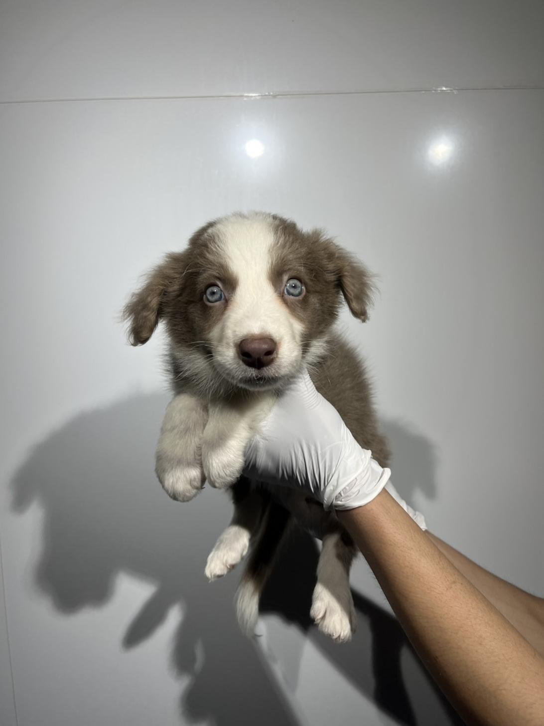 埼玉県のボーダーコリー (ペッツスマイル加須インター店/2026年2月20日生まれ/男の子/イザベラホワイト)の子犬の2枚目の画像