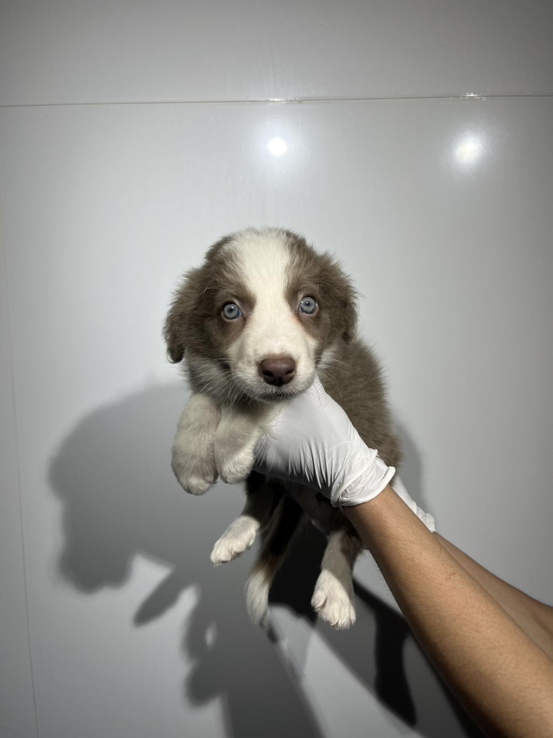 埼玉県のボーダーコリー (ペッツスマイル加須インター店/2026年2月20日生まれ/男の子/イザベラホワイト)の子犬の3枚目の画像