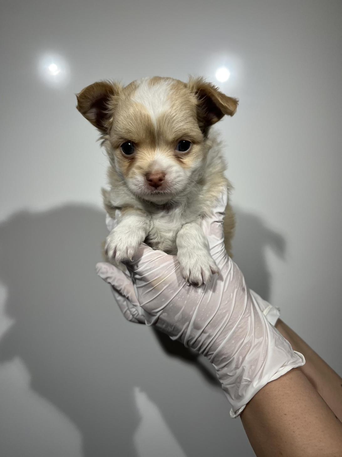 埼玉県のチワワ(ロング) (ペッツスマイル加須インター店/2026年2月14日生まれ/男の子/クリームホワイト)の子犬の1枚目の画像