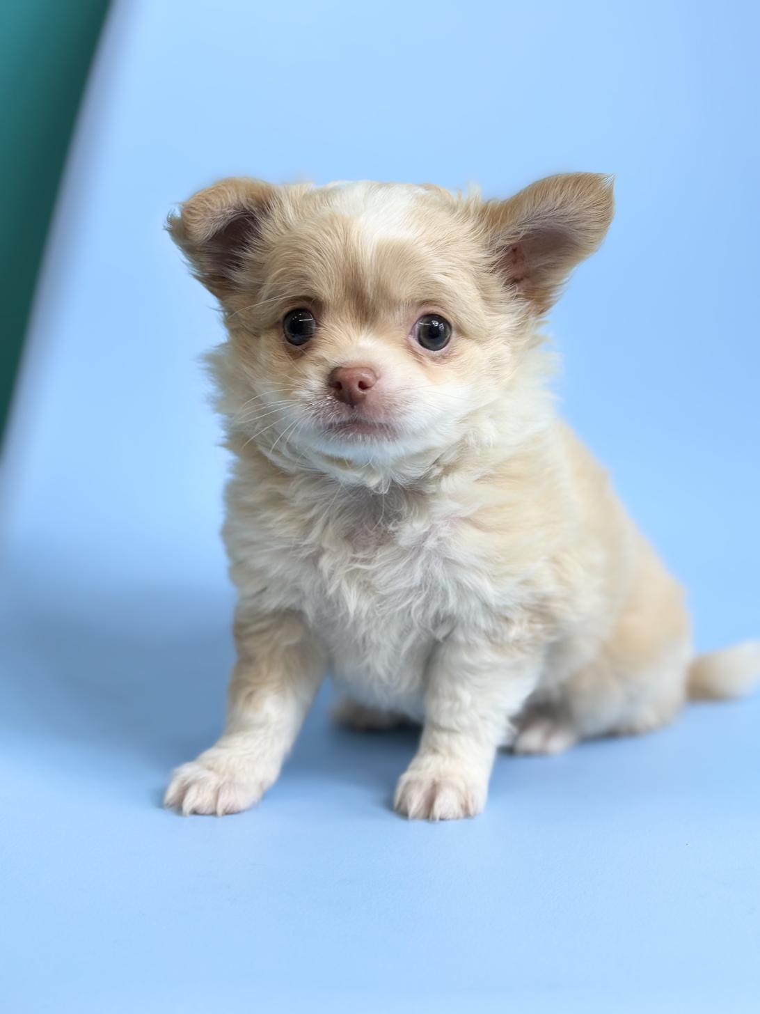 埼玉県のチワワ(ロング) (ペッツスマイル加須インター店/2026年2月14日生まれ/男の子/クリームホワイト)の子犬の1枚目の画像
