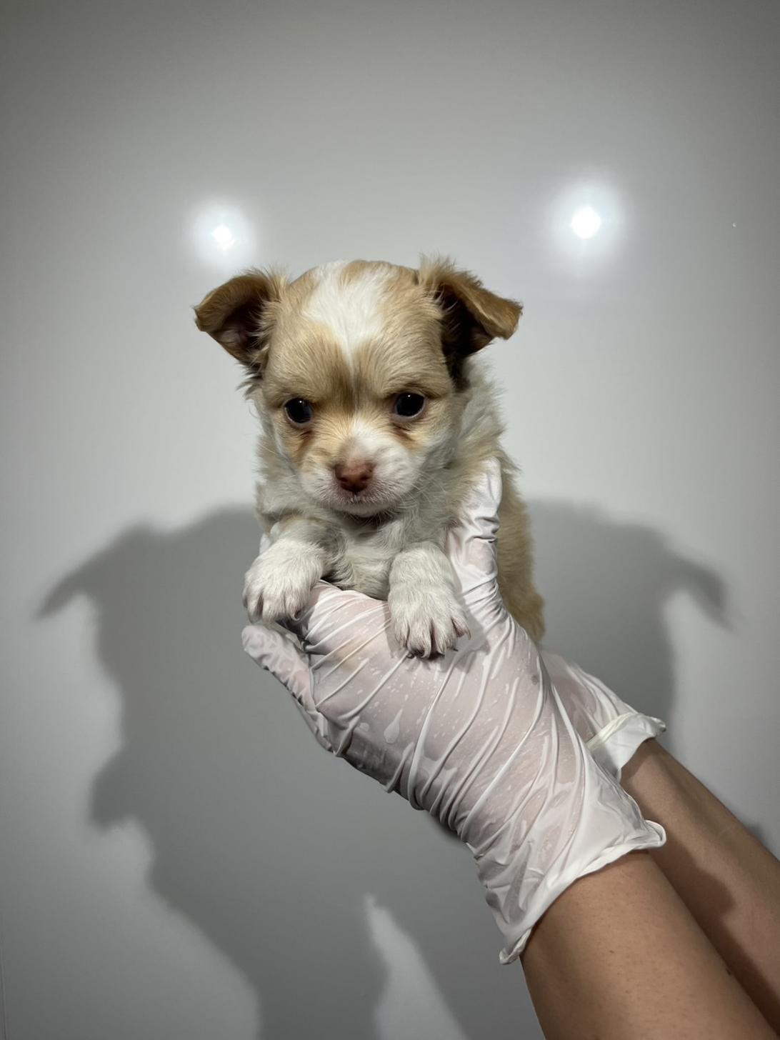 埼玉県のチワワ(ロング) (ペッツスマイル加須インター店/2026年2月14日生まれ/男の子/クリームホワイト)の子犬の2枚目の画像