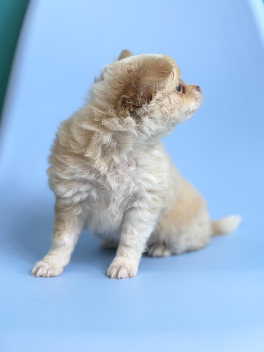 埼玉県のチワワ(ロング) (ペッツスマイル加須インター店/2026年2月14日生まれ/男の子/クリームホワイト)の子犬の2枚目の画像