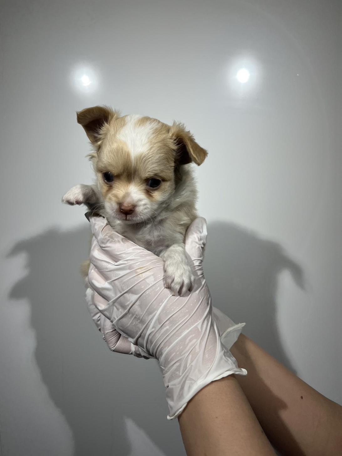 埼玉県のチワワ(ロング) (ペッツスマイル加須インター店/2026年2月14日生まれ/男の子/クリームホワイト)の子犬の3枚目の画像