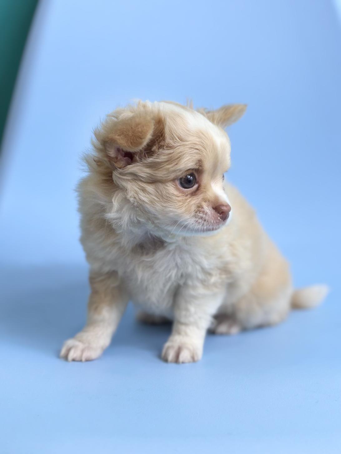埼玉県のチワワ(ロング) (ペッツスマイル加須インター店/2026年2月14日生まれ/男の子/クリームホワイト)の子犬の3枚目の画像