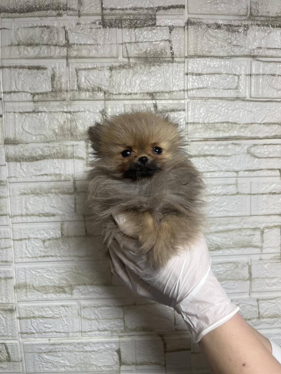 埼玉県のポメラニアン (ペッツスマイル南中野店/2025年12月14日生まれ/女の子/オレンジ)の子犬の1枚目の画像