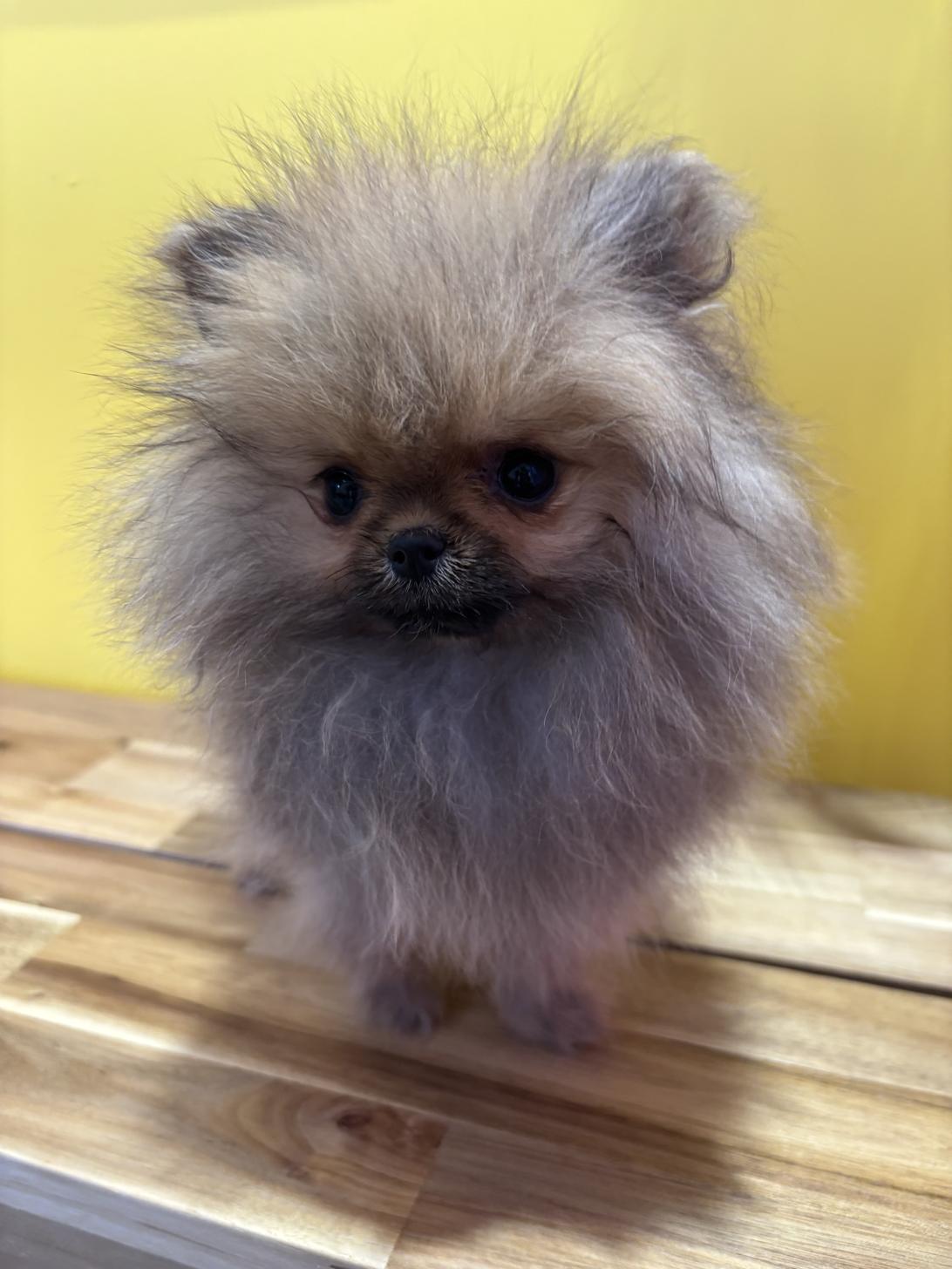 埼玉県のポメラニアン (ペッツスマイル南中野店/2025年12月14日生まれ/女の子/オレンジ)の子犬