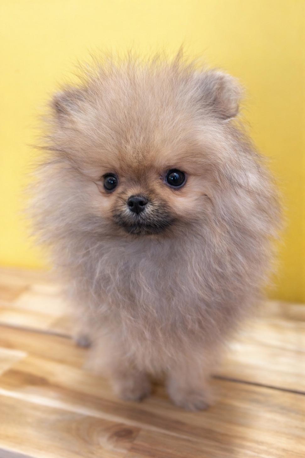 埼玉県のポメラニアン (ペッツスマイル南中野店/2025年12月14日生まれ/女の子/オレンジ)の子犬の1枚目の画像