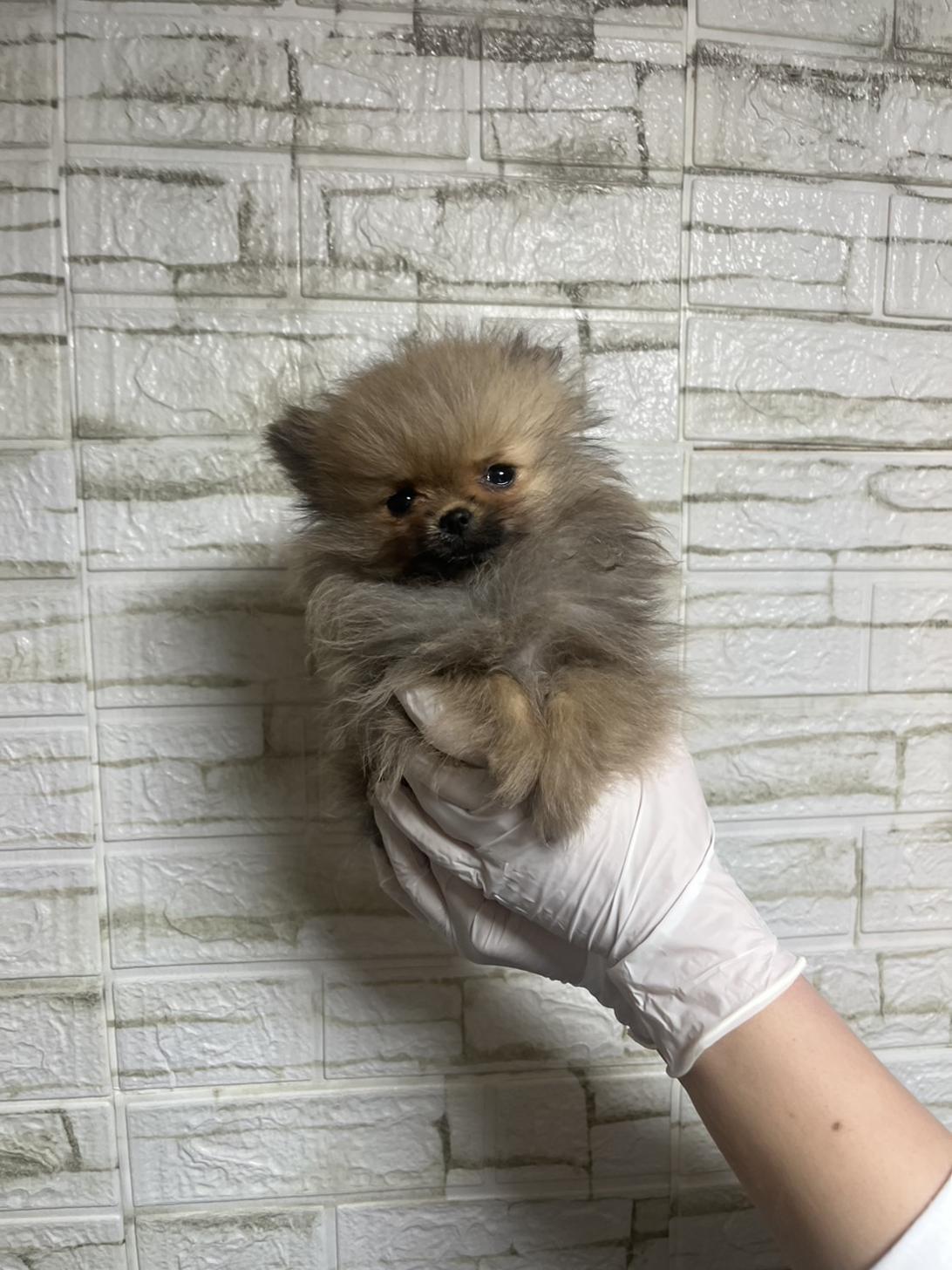 埼玉県のポメラニアン (ペッツスマイル南中野店/2025年12月14日生まれ/女の子/オレンジ)の子犬の2枚目の画像