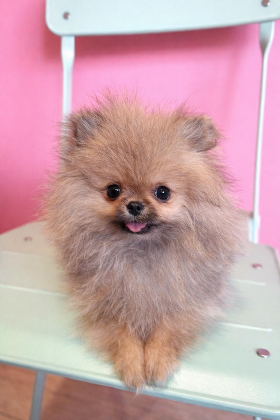 埼玉県のポメラニアン (ペッツスマイル南中野店/2025年12月14日生まれ/女の子/オレンジ)の子犬の2枚目の画像