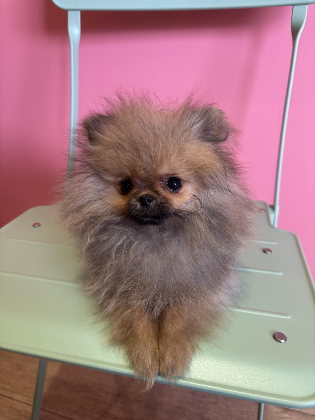 埼玉県のポメラニアン (ペッツスマイル南中野店/2025年12月14日生まれ/女の子/オレンジ)の子犬の3枚目の画像