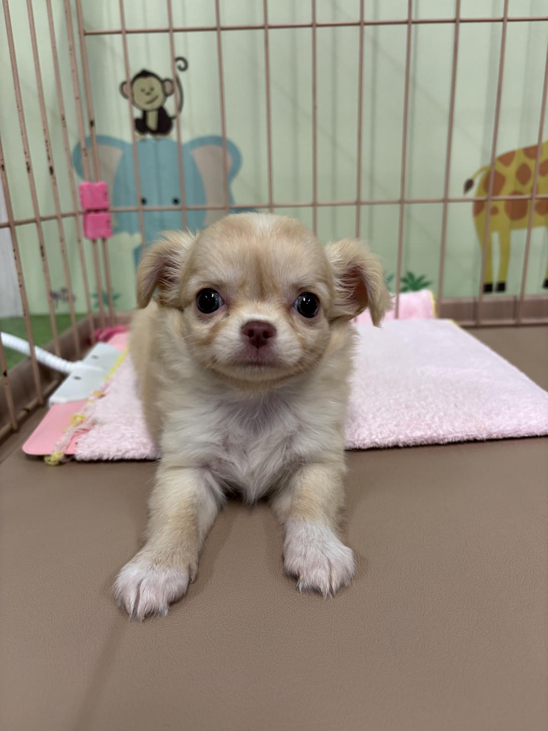 愛知県のチワワ(ロング) (子いぬの足あと/2025年9月28日生まれ/女の子/クリーム)の子犬