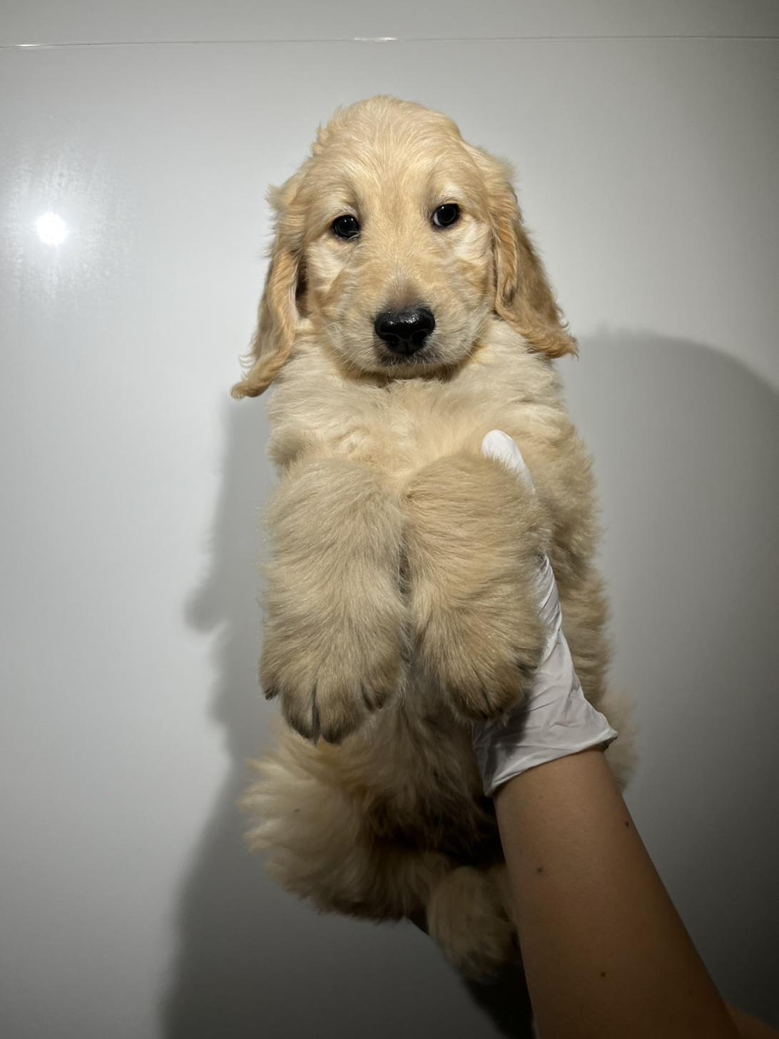 埼玉県のゴールデンドゥードゥル(ゴールデン×プードル) (ペッツスマイル加須インター店/2025年9月21日生まれ/女の子/ゴールド)の子犬の1枚目の画像