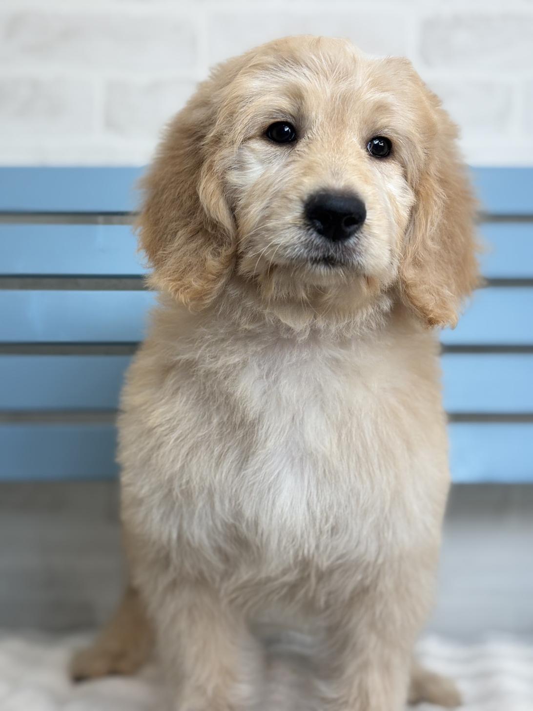埼玉県のゴールデンドゥードゥル(ゴールデン×プードル) (ペッツスマイル加須インター店/2025年9月21日生まれ/女の子/ゴールド)の子犬の1枚目の画像