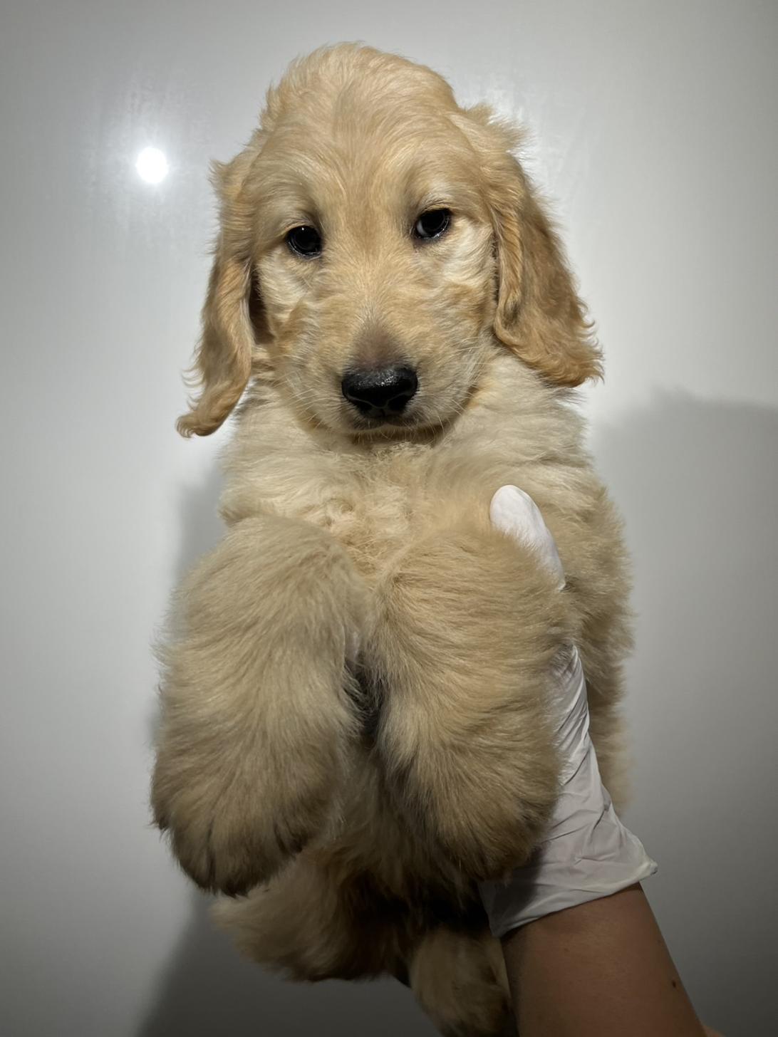 埼玉県のゴールデンドゥードゥル(ゴールデン×プードル) (ペッツスマイル加須インター店/2025年9月21日生まれ/女の子/ゴールド)の子犬の2枚目の画像