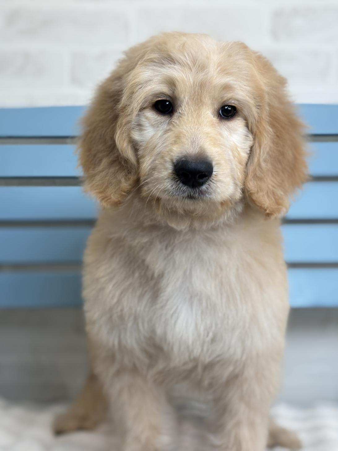 埼玉県のゴールデンドゥードゥル(ゴールデン×プードル) (ペッツスマイル加須インター店/2025年9月21日生まれ/女の子/ゴールド)の子犬の2枚目の画像