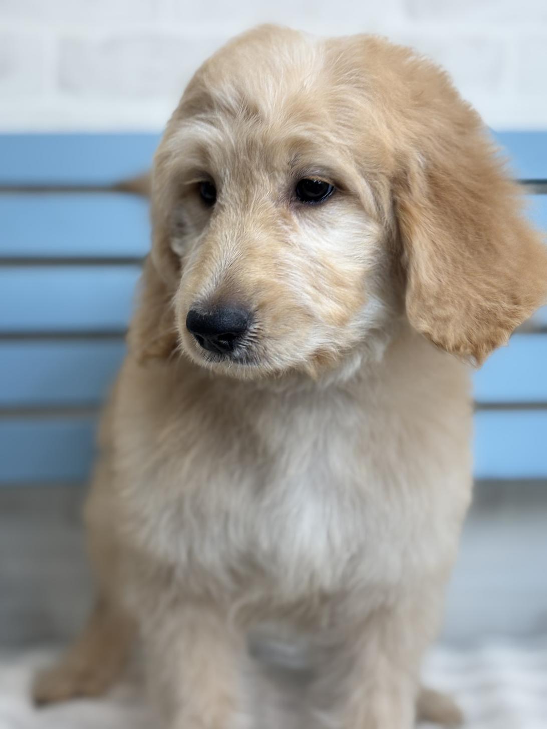 埼玉県のゴールデンドゥードゥル(ゴールデン×プードル) (ペッツスマイル加須インター店/2025年9月21日生まれ/女の子/ゴールド)の子犬の3枚目の画像