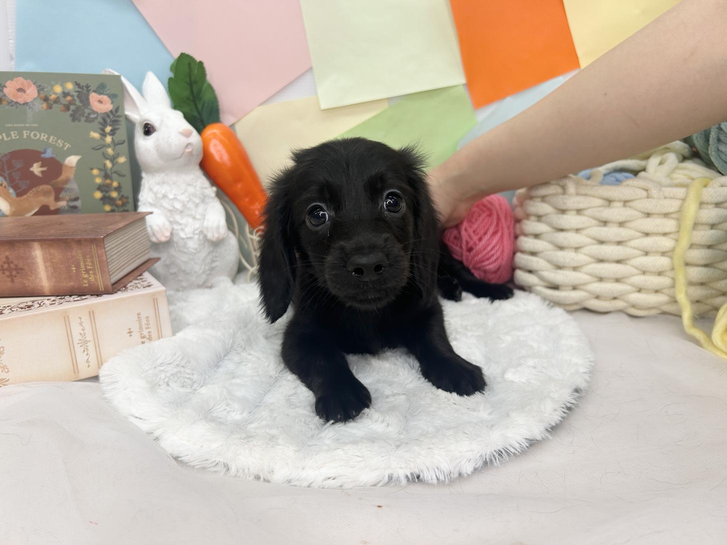 北海道のミニチュアダックスフンド(ロング) (ラブワンコ カインズ大曲店/2026年2月14日生まれ/男の子/ブラック)の子犬の1枚目の画像