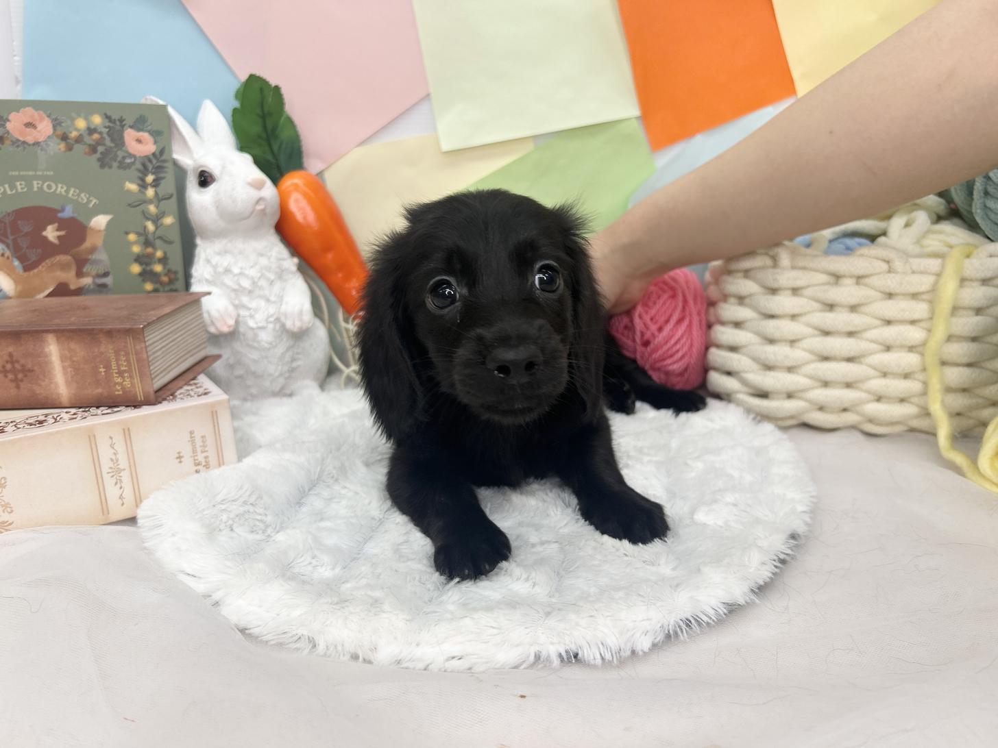 北海道のミニチュアダックスフンド(ロング) (ラブワンコ カインズ大曲店/2026年2月14日生まれ/男の子/ブラック)の子犬の2枚目の画像