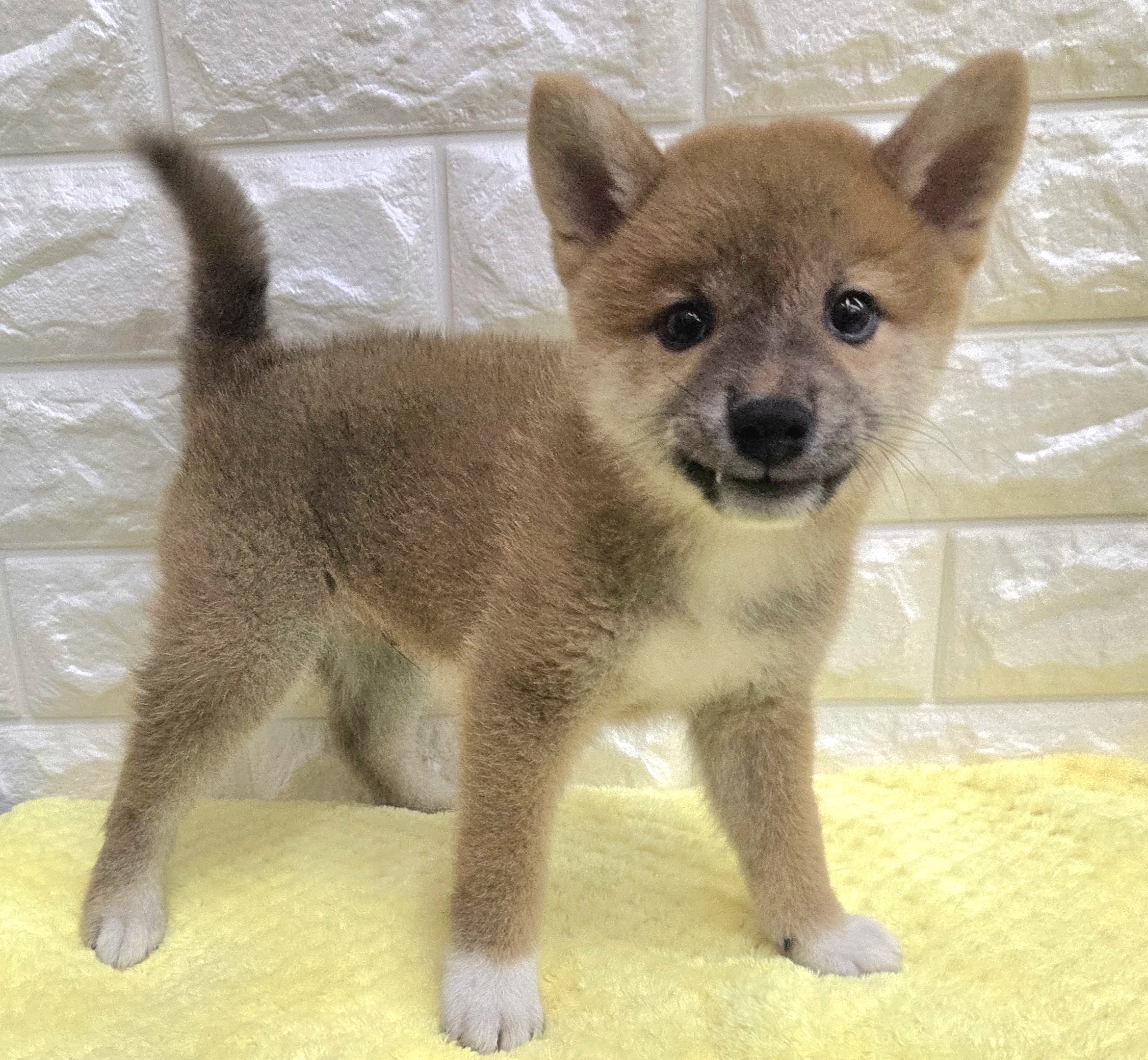 神奈川県の柴犬(標準サイズ) (ペッツコンシェル厚木下荻野店/2026年6月24日生まれ/男の子/赤)の子犬