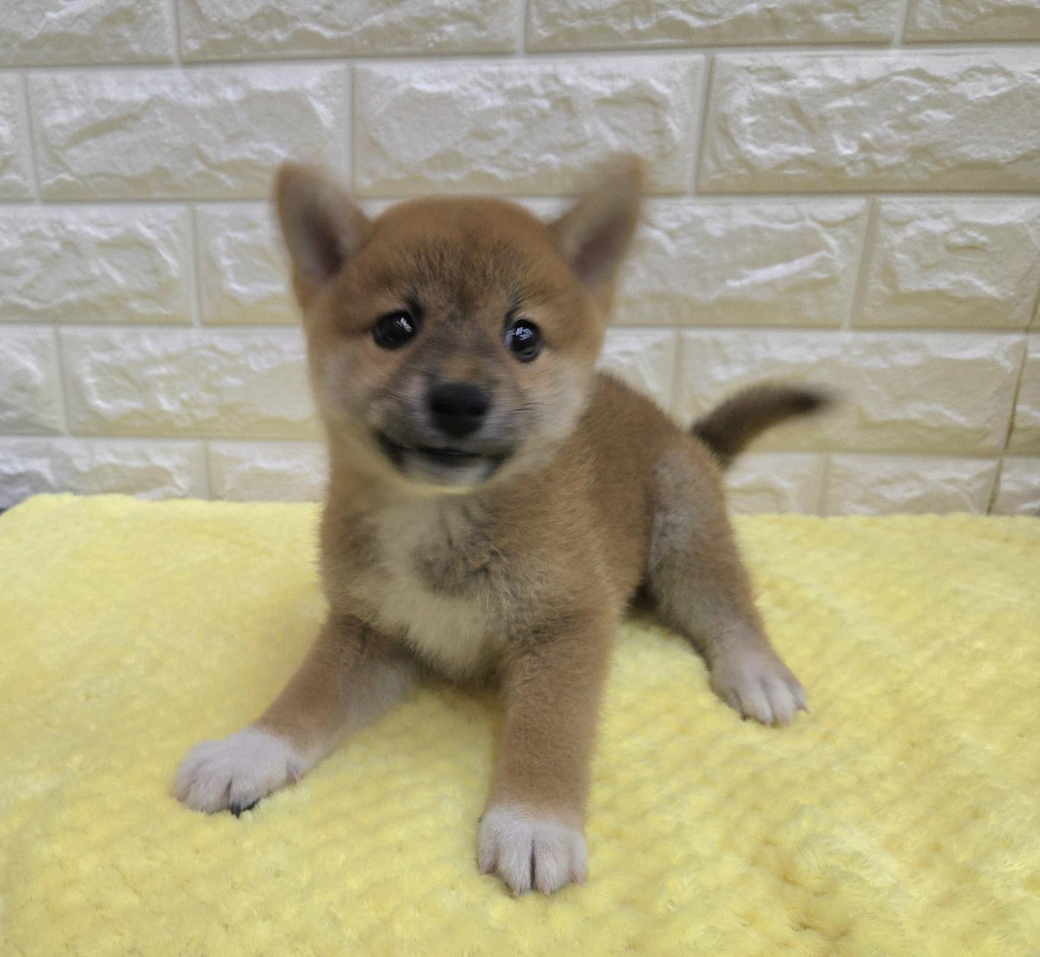 神奈川県の柴犬(標準サイズ) (ペッツコンシェル厚木下荻野店/2026年6月24日生まれ/男の子/赤)の子犬の2枚目の画像