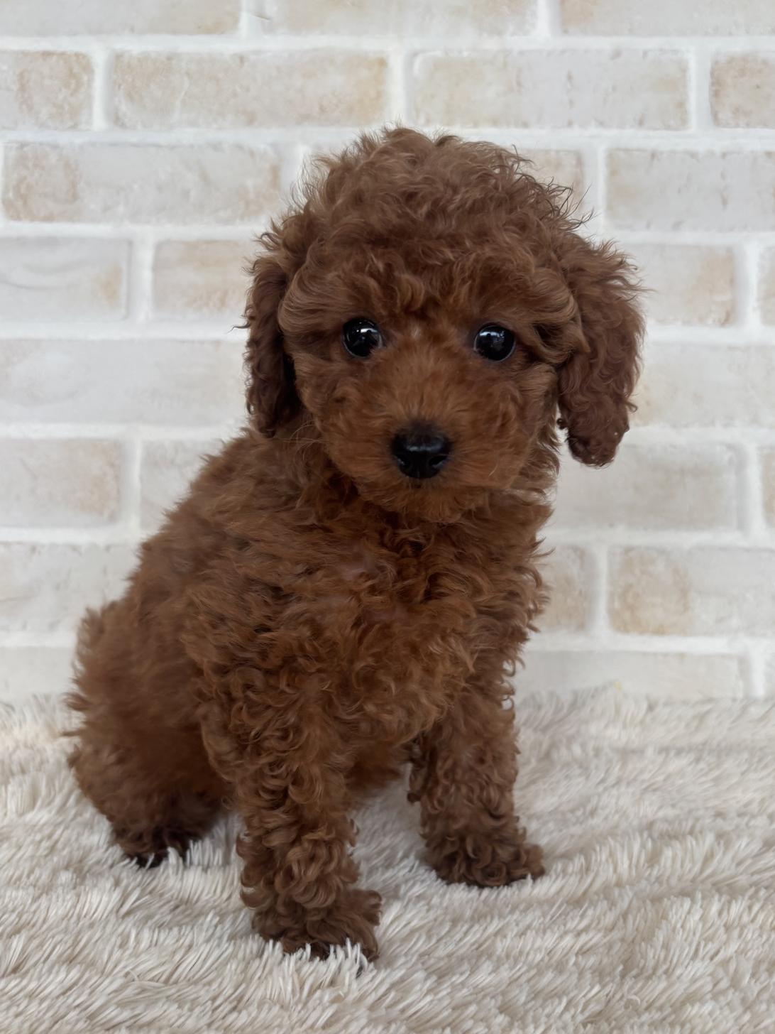 佐賀県のトイプードル(トイ) (スタードッグス新鳥栖店/2025年4月12日生まれ/女の子/レッド)の子犬の1枚目の画像