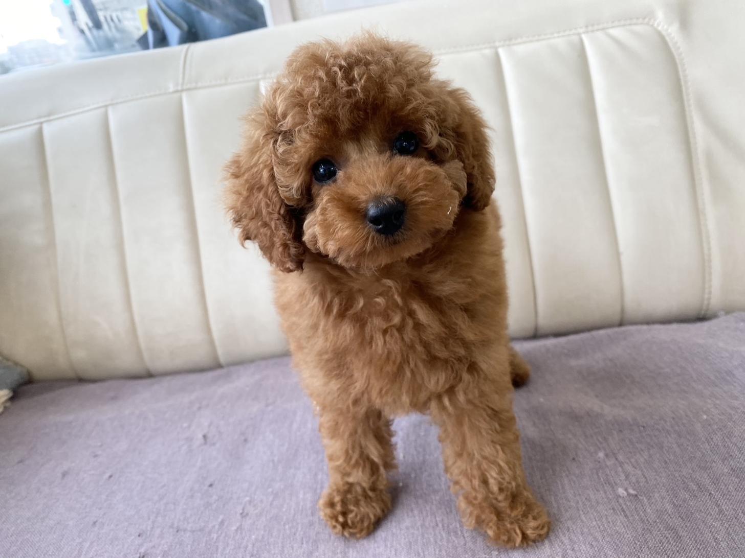 熊本県のトイプードル(トイ) (スタードッグス新熊本店/2025年4月12日生まれ/女の子/レッド)の子犬