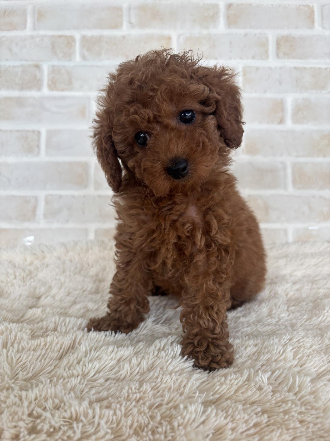 佐賀県のトイプードル(トイ) (スタードッグス新鳥栖店/2025年4月12日生まれ/女の子/レッド)の子犬の2枚目の画像