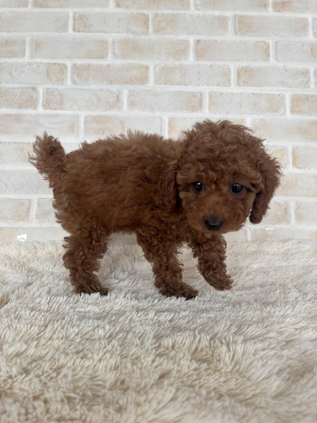 佐賀県のトイプードル(トイ) (スタードッグス新鳥栖店/2025年4月12日生まれ/女の子/レッド)の子犬の3枚目の画像