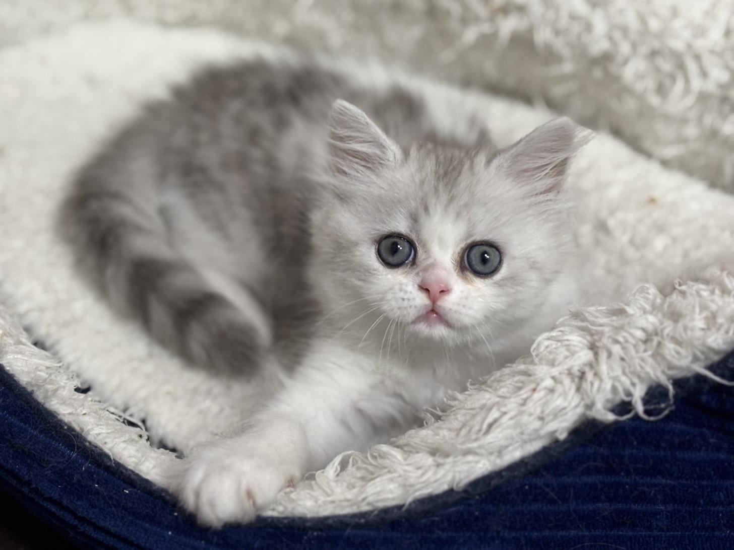 神奈川県のミヌエット (Doggy Style 小田原店/2025年10月5日生まれ/男の子/シルバータビーホワイト)の子猫の1枚目の画像