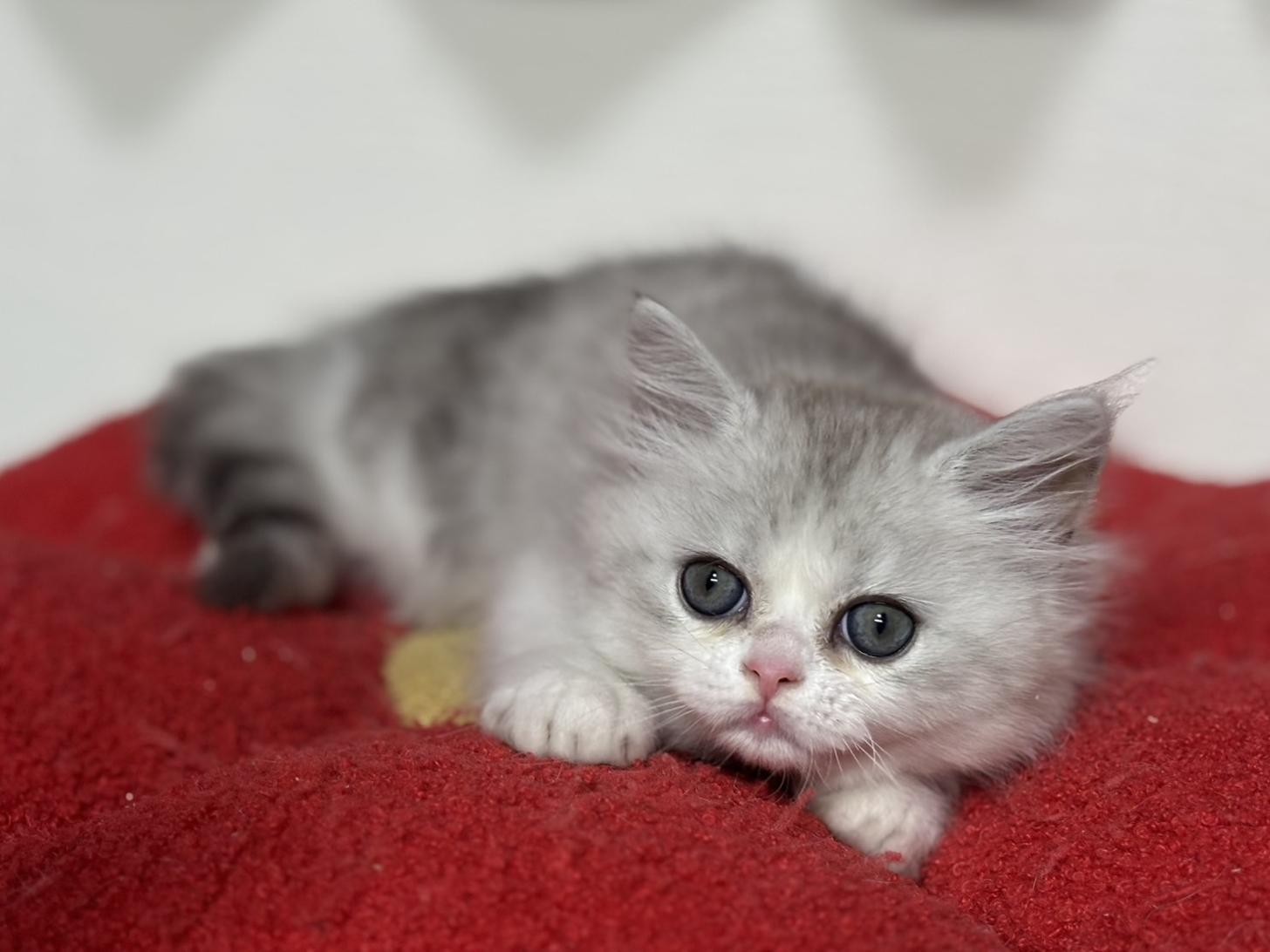 神奈川県のミヌエット (Doggy Style 小田原店/2025年10月5日生まれ/男の子/シルバータビーホワイト)の子猫の2枚目の画像